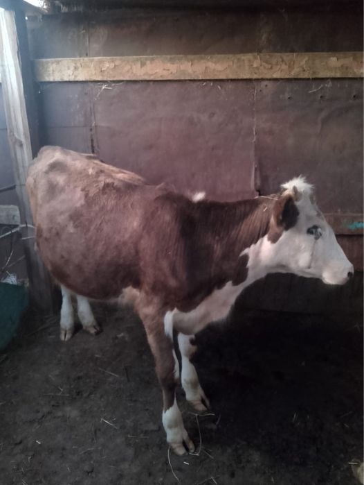 продам корову.     .