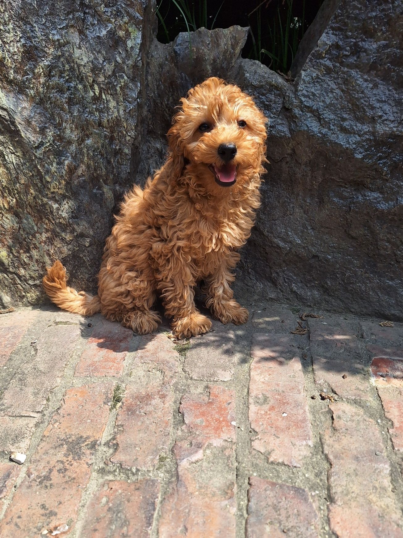 Pudel/caniche pitic