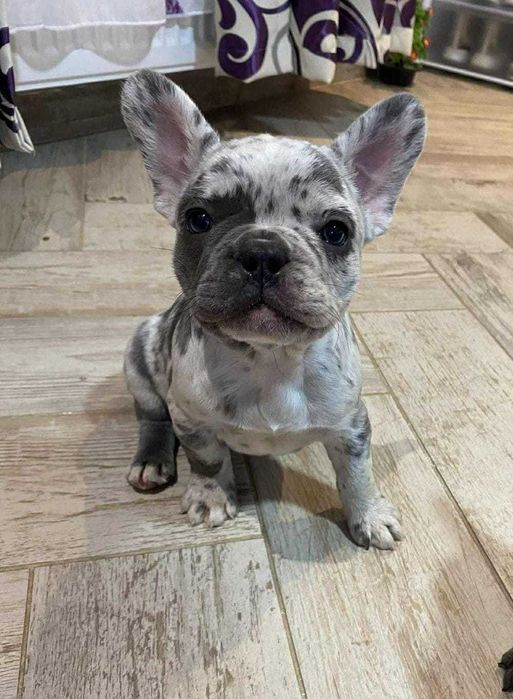 Femelă Bulldog Francez Merle din părinți cu pedigree!