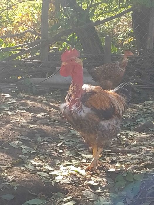 Vând cocos de anul trecut