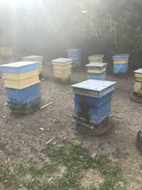 Пчелни семейства