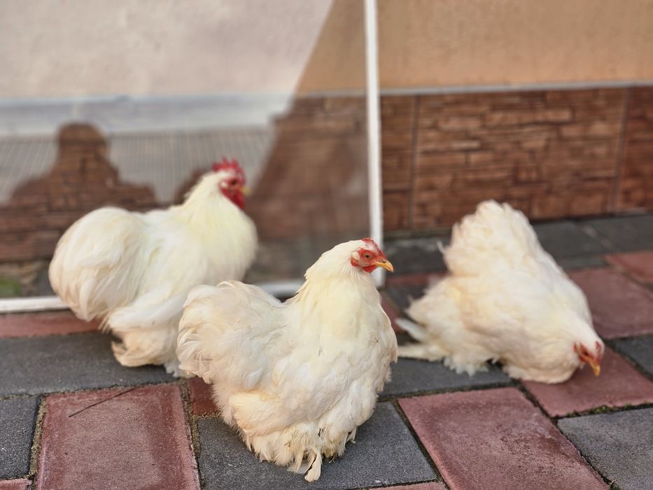 Rate lesesti albastre