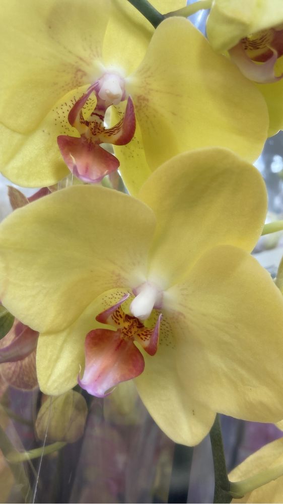 Орхидеи 2 цветоноса. Орхидея