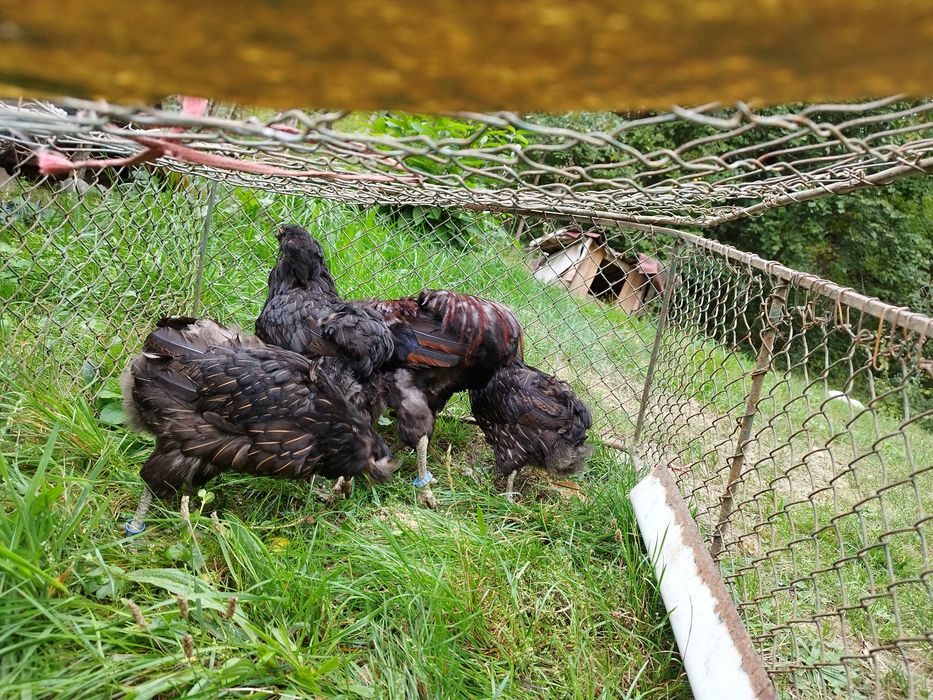 Araucana potârnichiu sălbatic