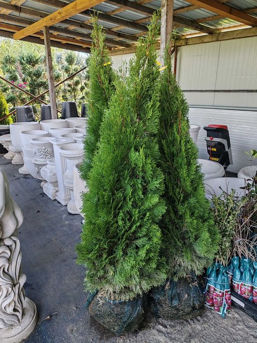 Tuia la ghiveci de la 70  cm la 1.8 m