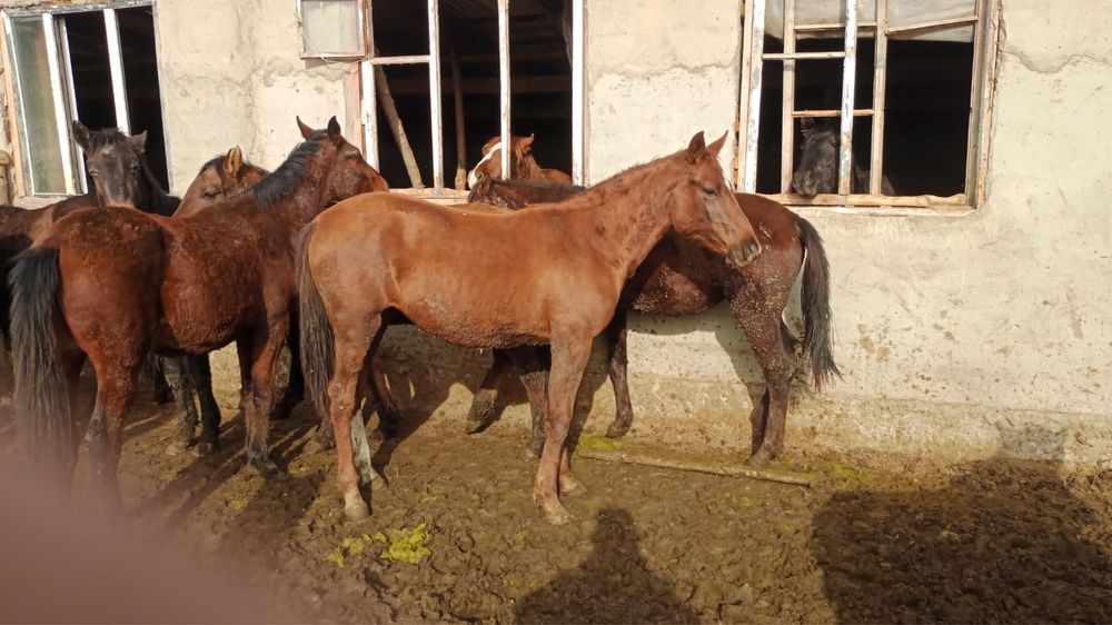 Тайлар сатылады/Продам