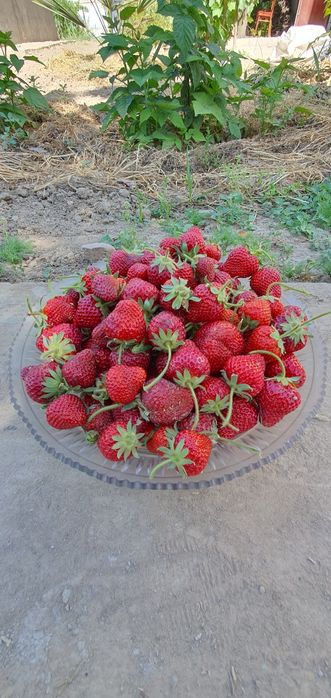 Клубника  сорт "Медовая "