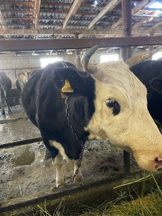 Продам коров стельные