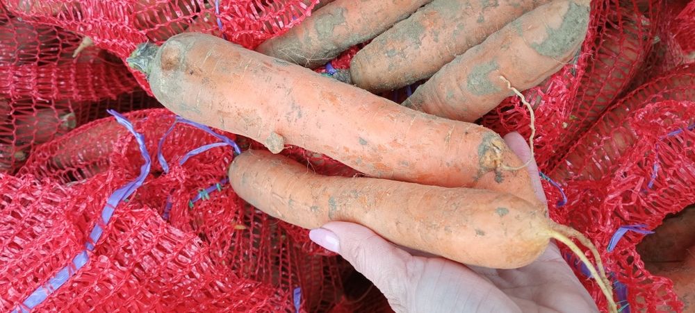 Morcov natural crescut în grădină