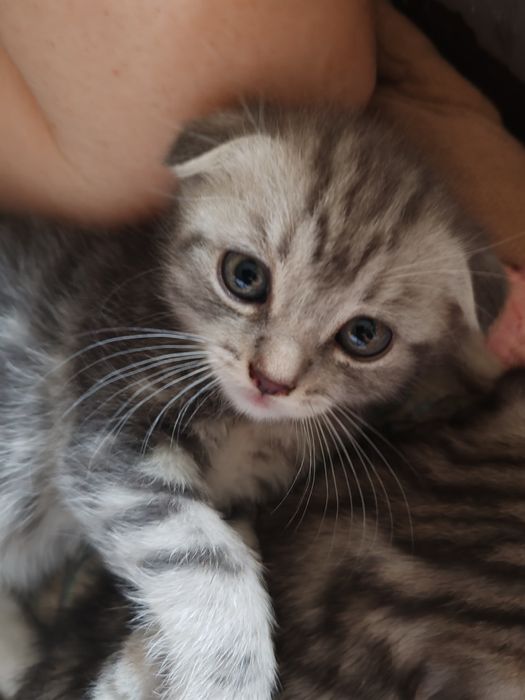вислоухие котята