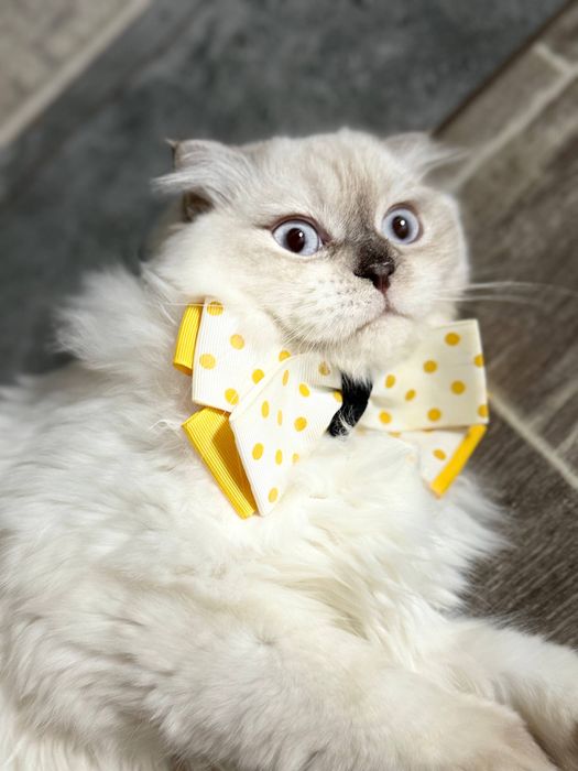 Skotish fold o’g’il bola 7 oylik