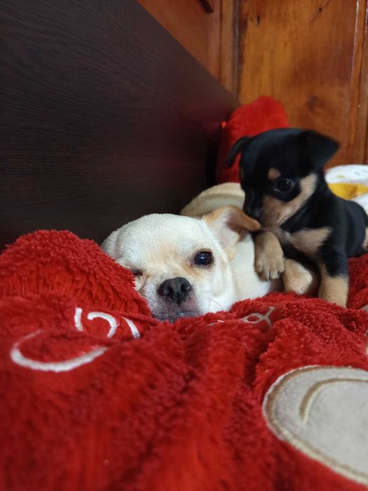 Между Пинчер-Чихуахуа