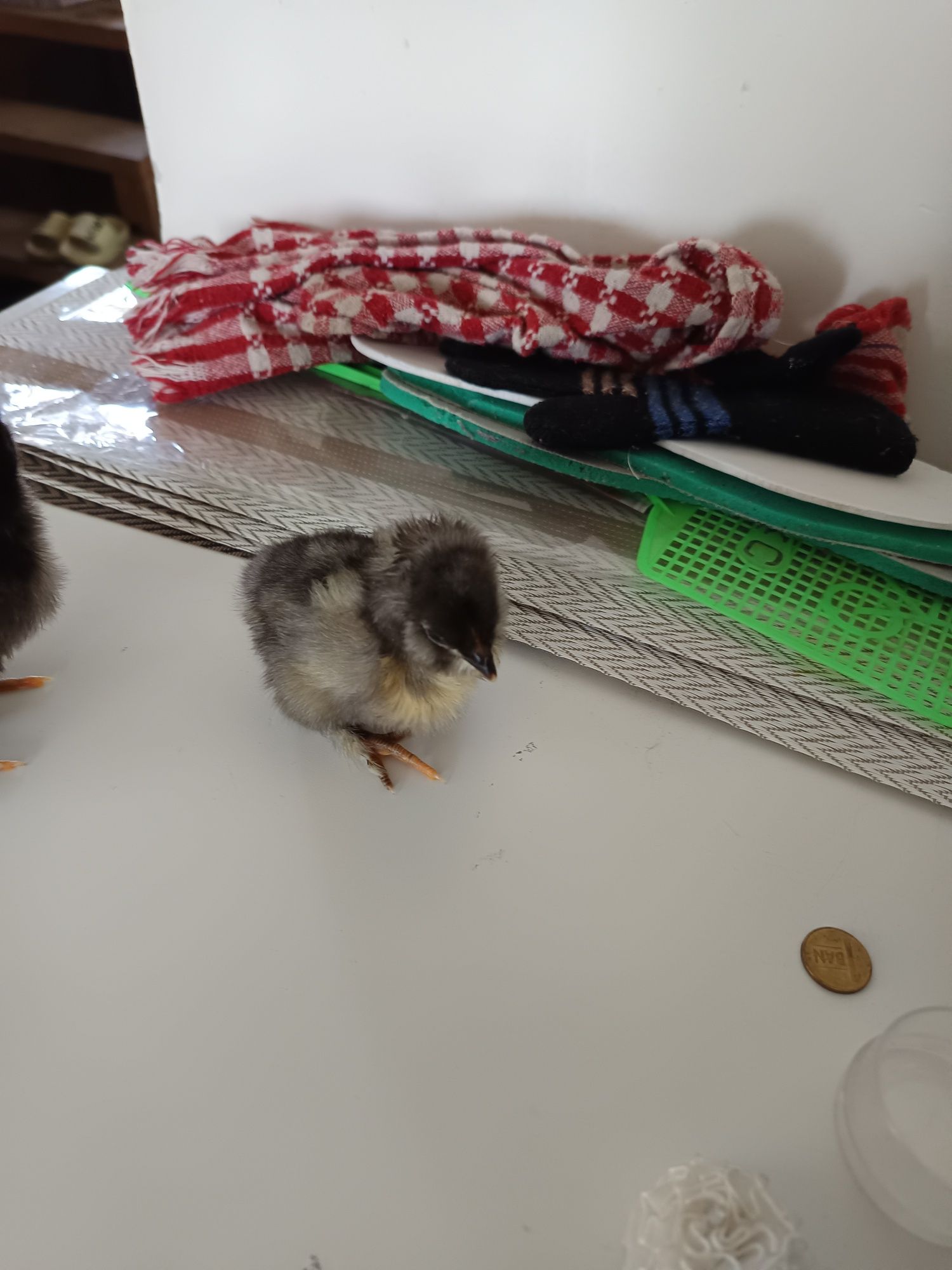 Pui de țară și australorp