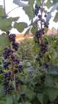 Coacaze negre produse traditional