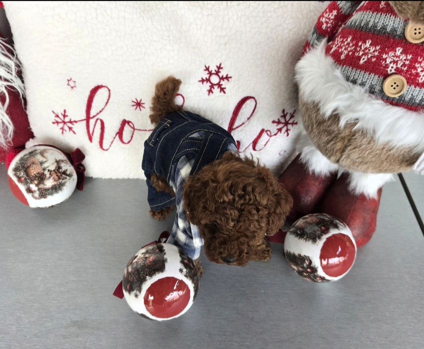 Пудел той Poodle toy / пудел тийкъп с родословие