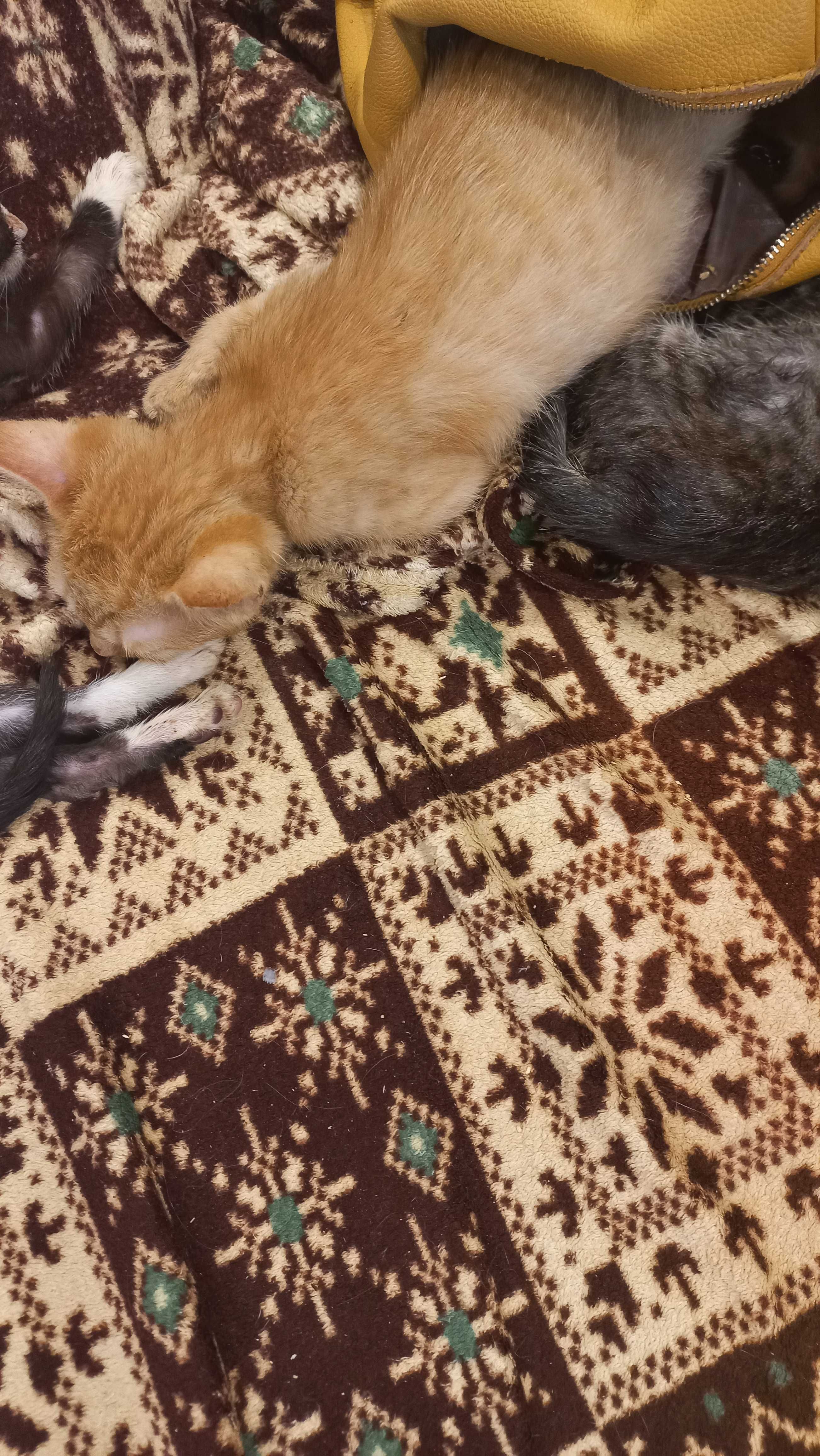 Отдам котят двух девочек в хорошие руки