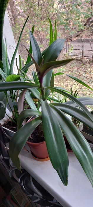 Цветок комнатный  Рео