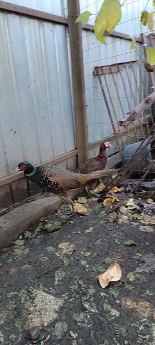 Fazan tânăr de vânzare