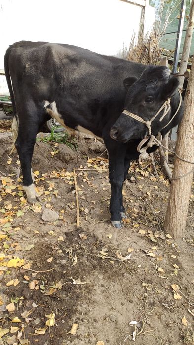 Novvos sotiladi 1 yoshdan oʻtyapti