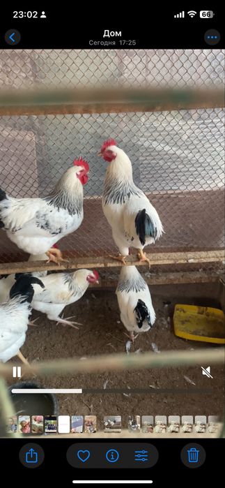 адлер кораздар сатылады апрельский