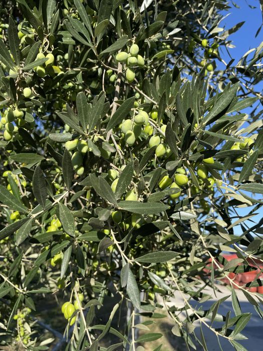 Ulei de masline extra virgin