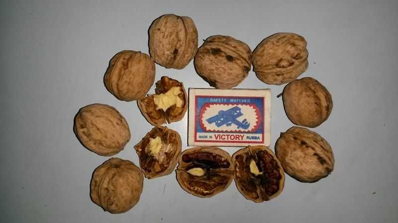 Орехи грецкие свежие, урожай этого года.