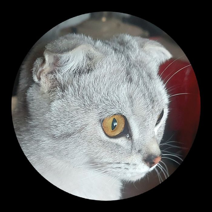 Шотландская вислоухая кот