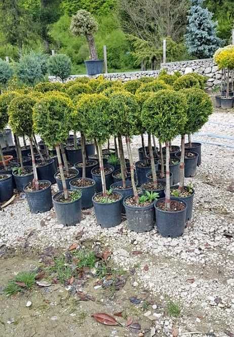 Amenajează-ți grădina cu plante decorative viguroase
