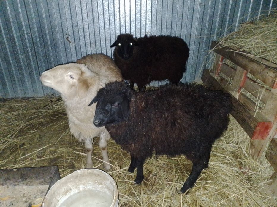 Биылгы козылар сатылады срочно еки кой бир кошкар 110000