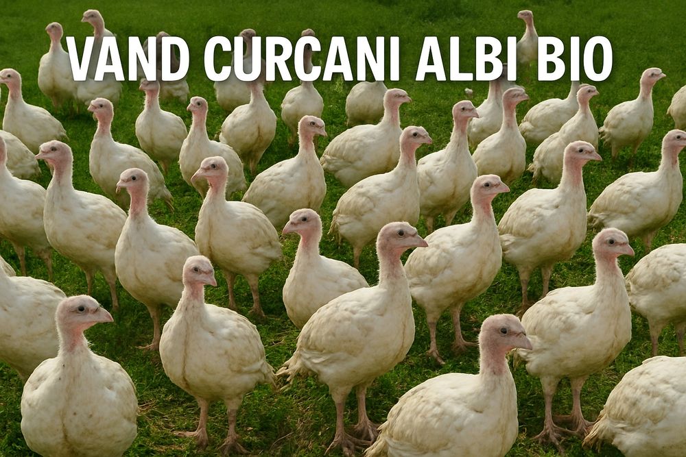Vând curcani 7...10 kg
