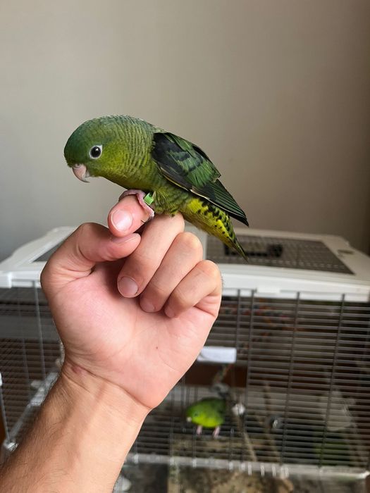 Papagal vargat/catherine verde