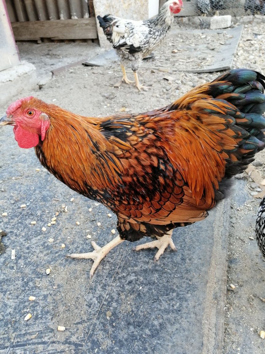 Vînd Cocoși Galați