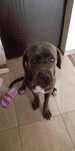 Donez Cane Corso