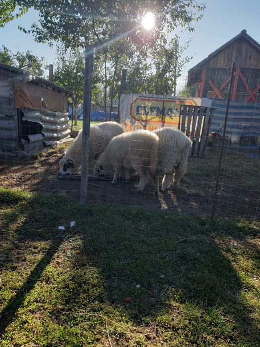 vand miei 18 lei/kg comuna Suseni