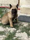 Cățelușa Malinois Jucause ideala pentru Copii Mici la curte!!