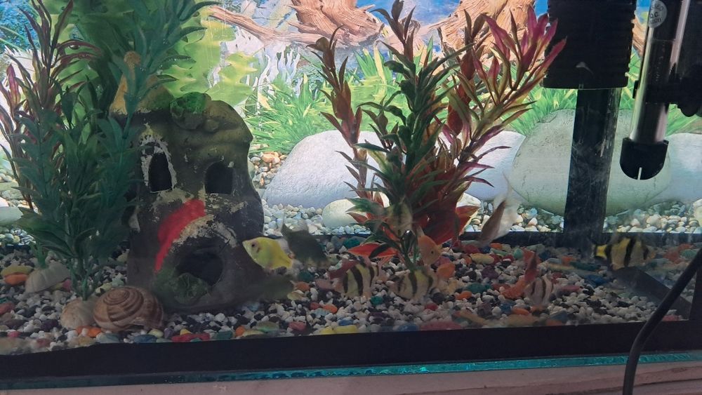 Баликлар ва аквариум,иситгич,филтр ичидаги декоративни нарсалари билан