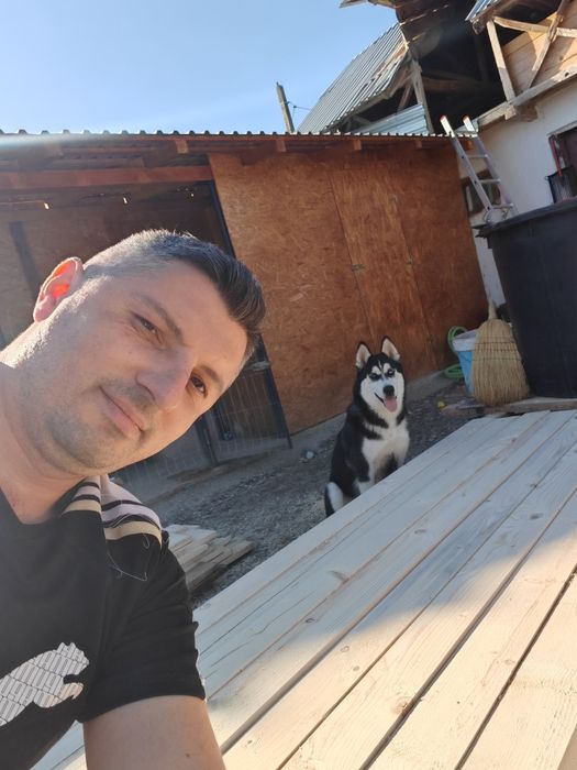 Femela Husky 8 Luni