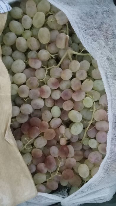 Zõr holatda 1 fura 14 lik karzinkada toyfi uzum bor