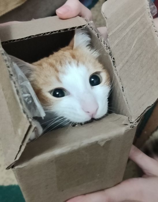 Отдам кота срочно