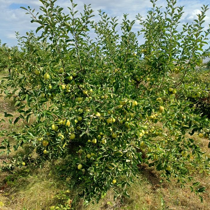 Vând mere golden 3,5 lei kg  la cantități mari negociem