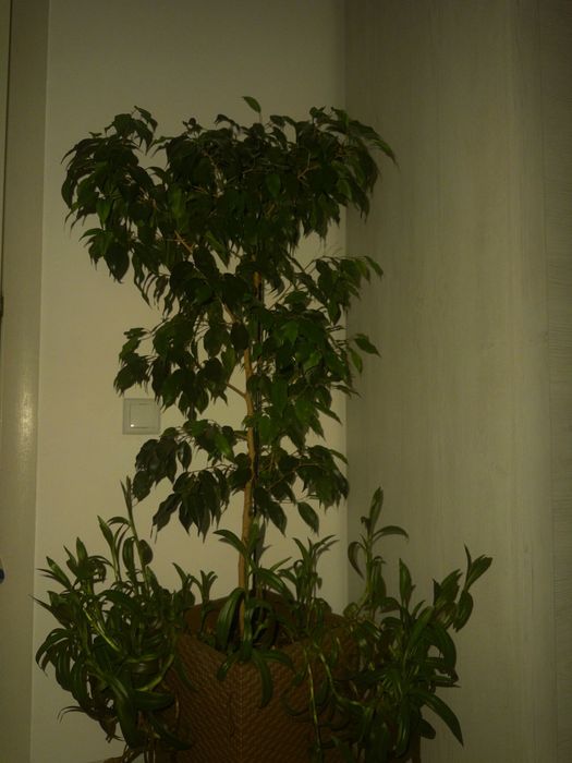 Комнатные цветы "Фикус Бенджамина"