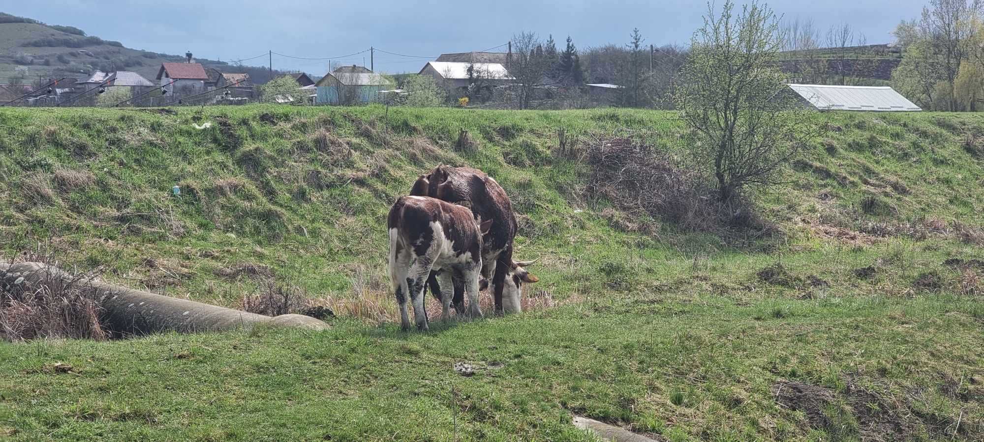 Vând 4 vaci + 1 vițel – foarte bune pentru lapte