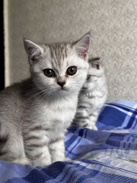 Ищете пушистого друга? Шотландские котята!