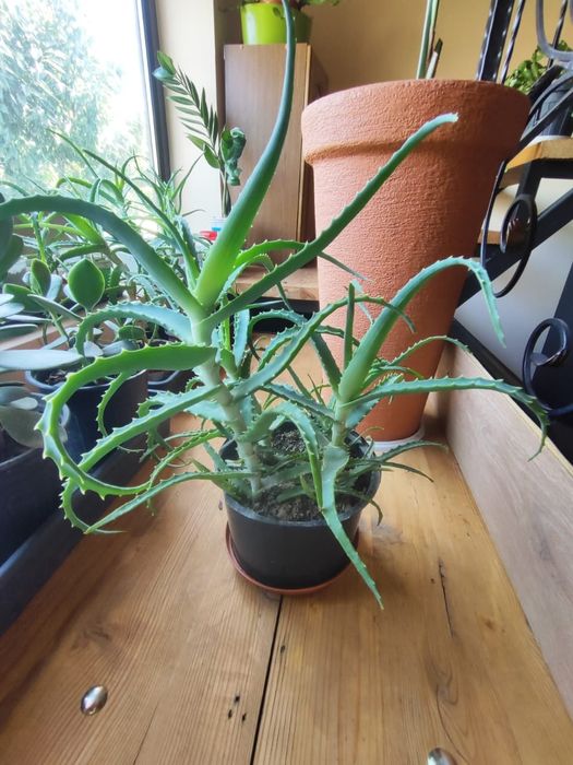 Алоэ лечебный столетник