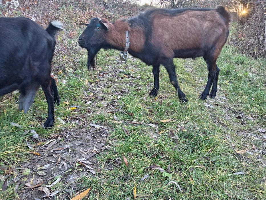 Vand  țap mare sanatos si deparazitat