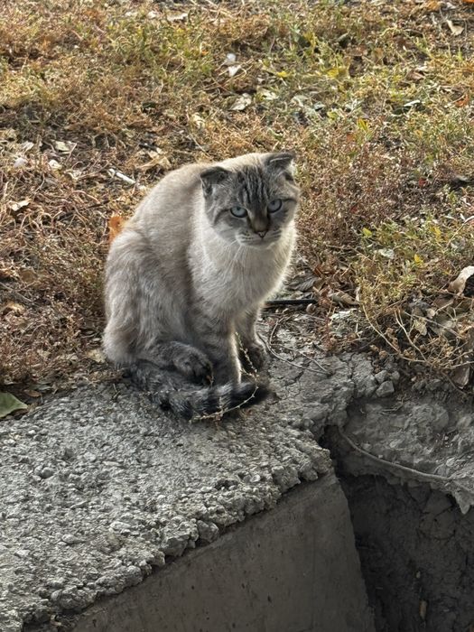Кошка ищет хозяев