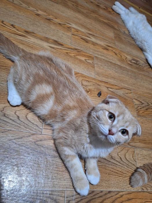 Шотландские котята