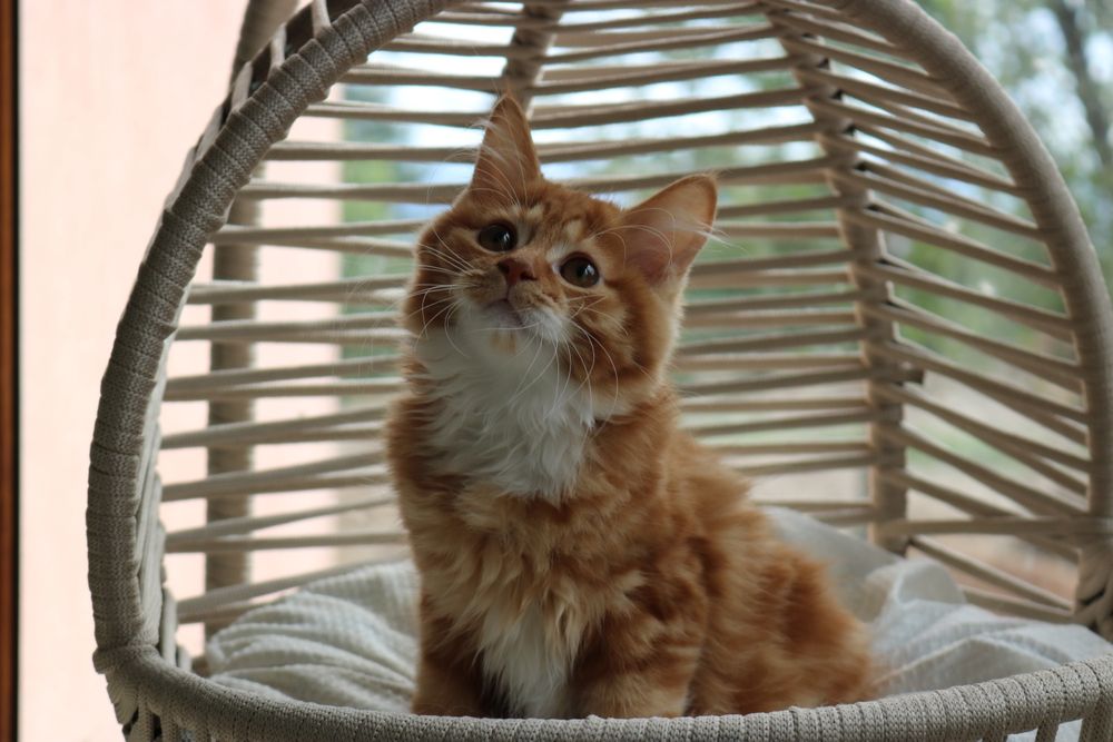 Котенца Курилски Бобтейл