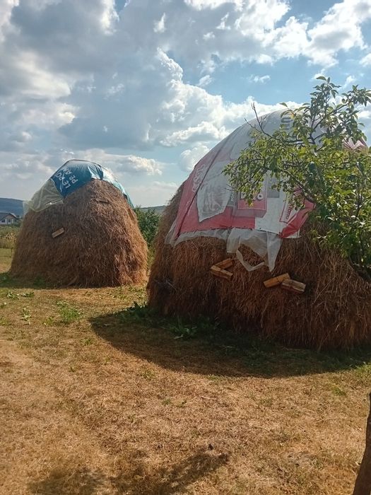 Vind fîn amestecat cu lucernă