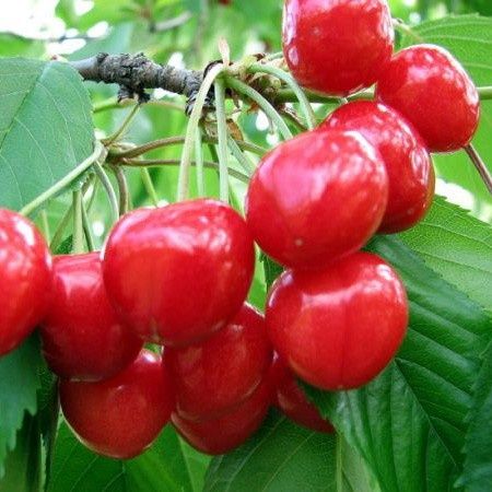 Pomi fructiferi  pitici soiuri de visin dwarf